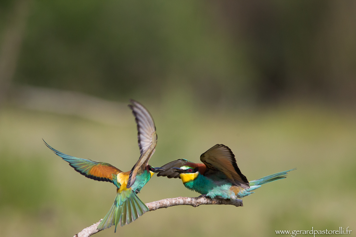Bee eater 77